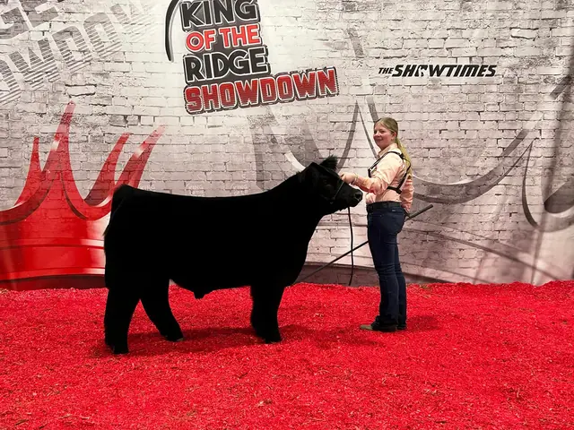 SM Show Steers winner, 2024