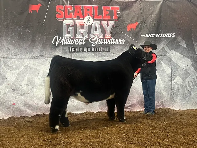 SM Show Steers winner, 2024